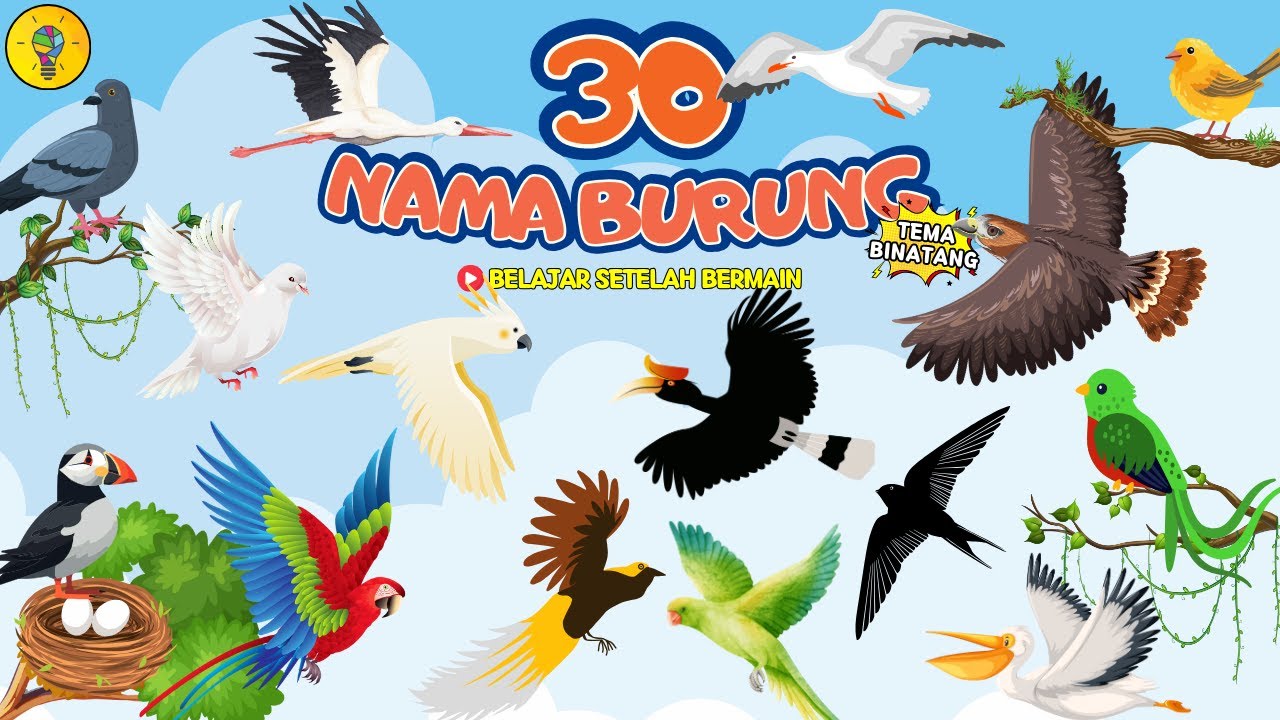 Mengenal 30 Nama - Nama Burung untuk Anak - Belajar Setelah Bermain