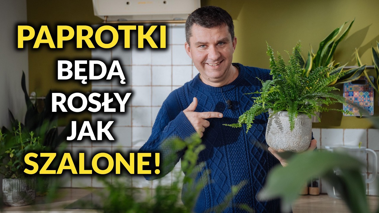 Paprocie. Super sposoby na pielęgnacje. Będą rosły jak szalone. #paprocie