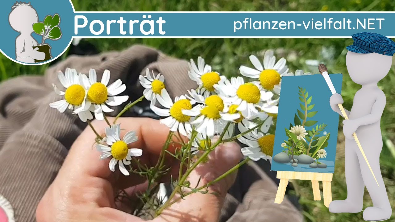 🖼️ Porträt 087 - Echte Kamille (Matricaria chamomilla) - Wildpflanzen-Steckbrief (Essbar)