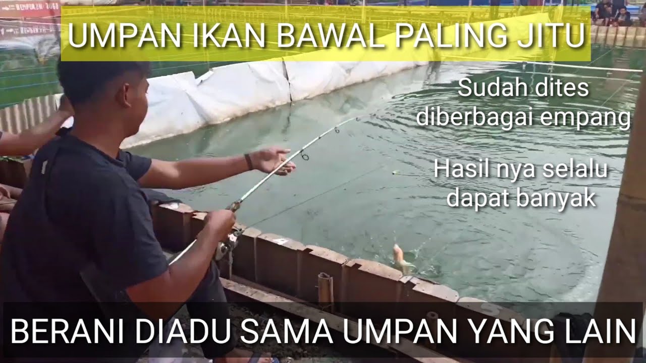 Rcikan umpan terbaru bawal paling jitu | langsung tes