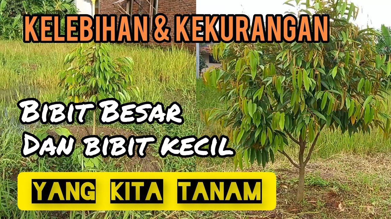 Kelebihan dan kekurangan bibit durian besar dan bibit kecil yang kita tanam