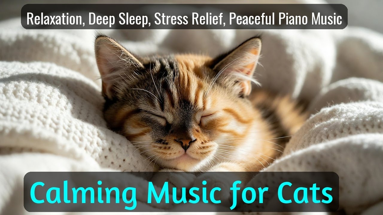 LIVE 🌙 Soft Piano Nights for Cat Sleep 😴 | Season 57