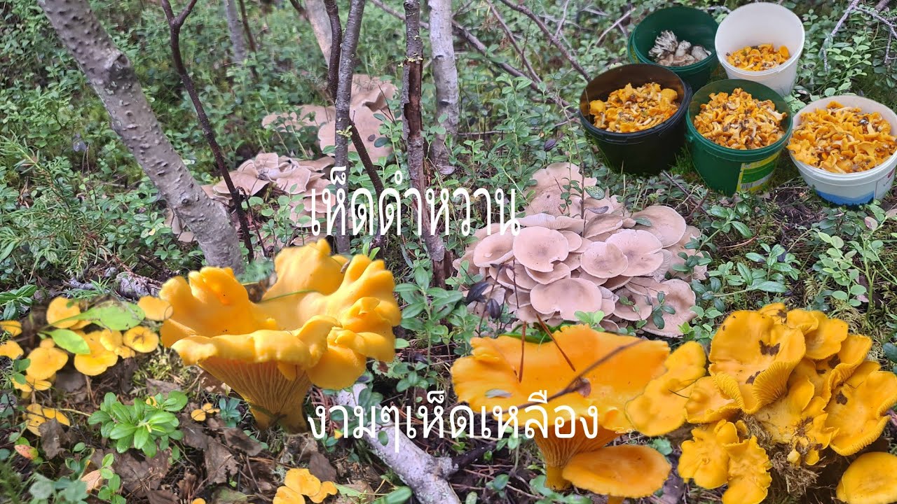 เก็บเห็ดเหลืองป่าบนเขาเห็ดออกเยอะเลย วันนี้โชคดีใด้ทั้งเห็ดเหลืองเห็ดดำหวาน /11/8/24