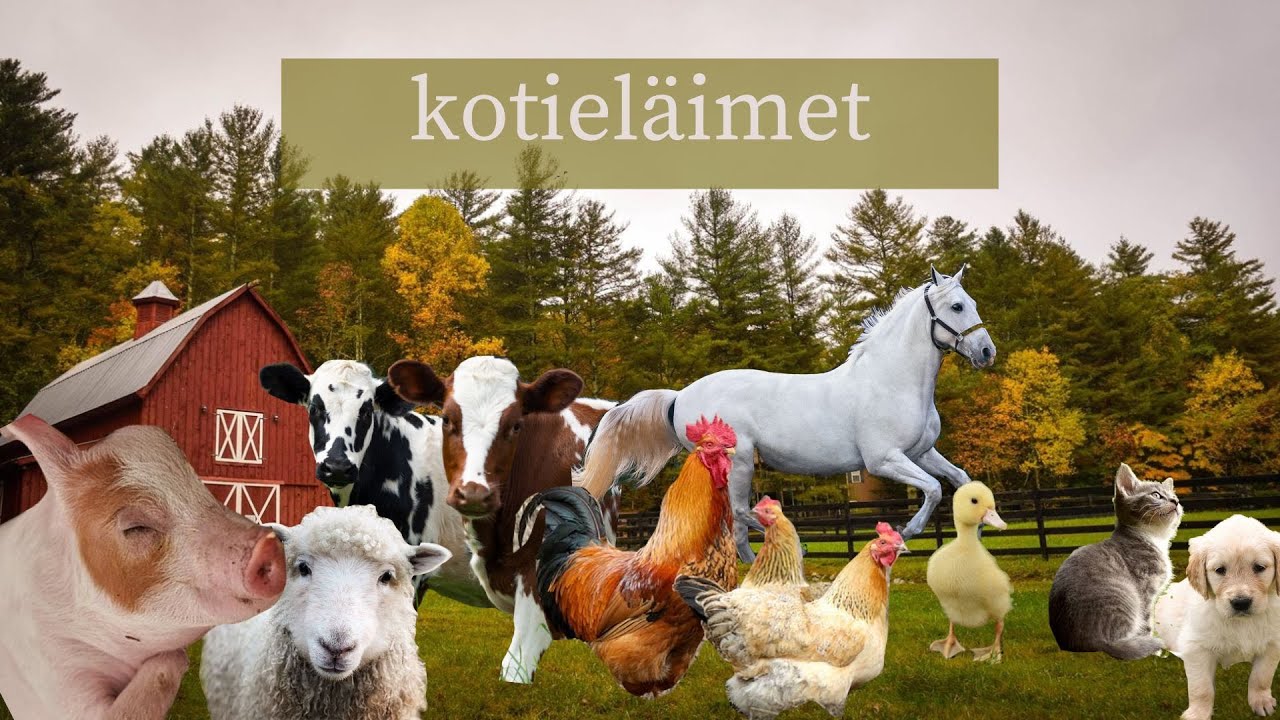 Millaisia kotiel&auml;imi&auml; Suomessa on? || el&auml;insanastoa