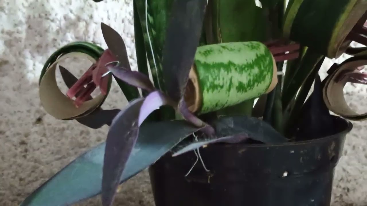 Mostrando floração de uma orquídea olho de boneca muito linda 