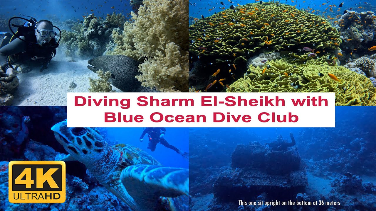 Diving in Sharm El-Sheikh with Blue Ocean Dive Club 🌊🤿