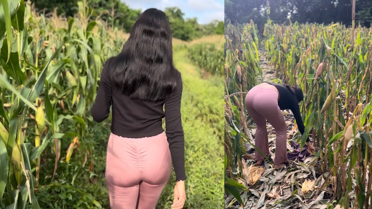 RECOGIENDO MAZORCAS DE MAÍZ 🌽 