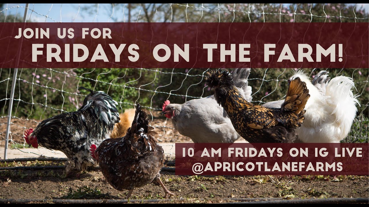 Fridays on the Farm— What role do chickens play in our Farm's ecosystem?