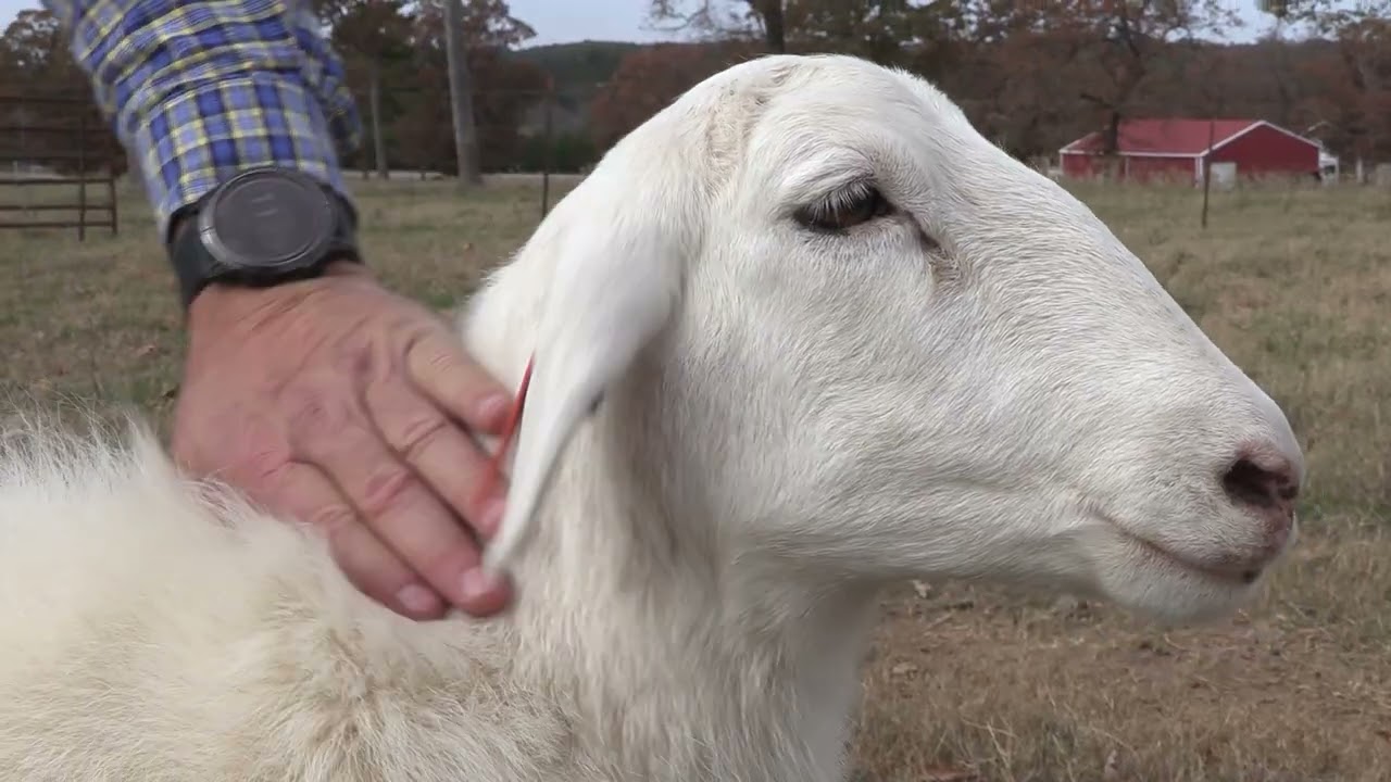 Tasty St. Croix Sheep Rare in Arkansas