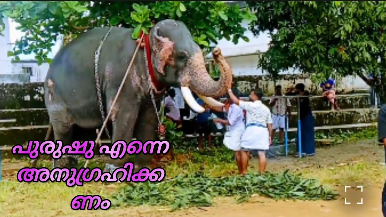 ആന കാഴ്ചകൾ 🐘🐘🐘(@TRAVELWORLD600)