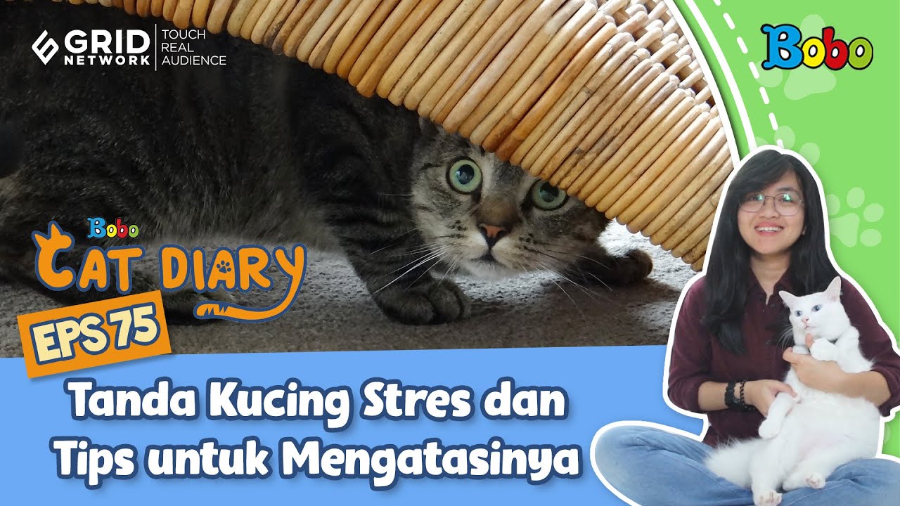 Kucing Lucu - Tanda Kucing Stres dan Tips untuk Mengatasinya - Bobo Cat Diary Eps 75