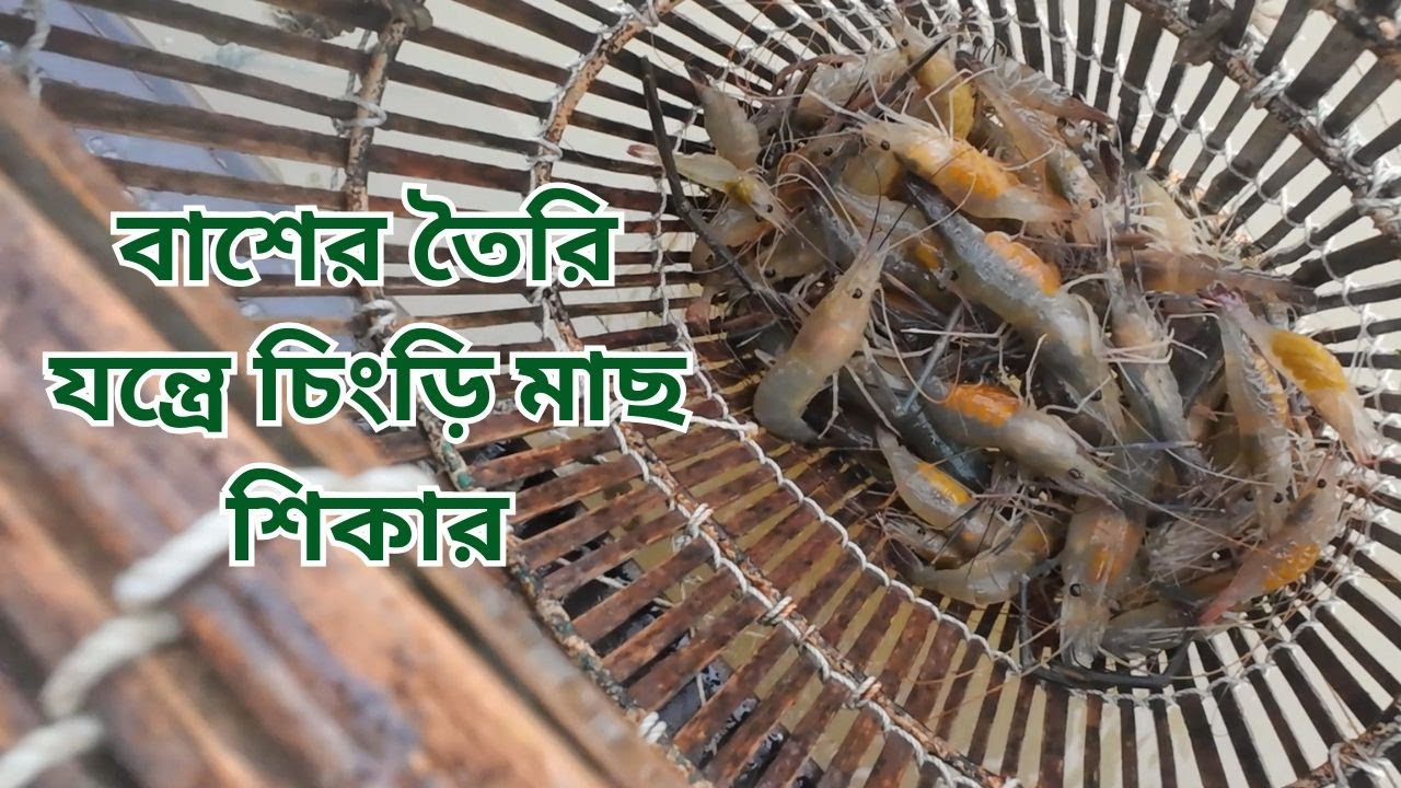 বাশের তৈরি যন্ত্রে চিংড়ি মাছ শিকার | Shrimp fishing by bamboo trap #viralvideo #fishing