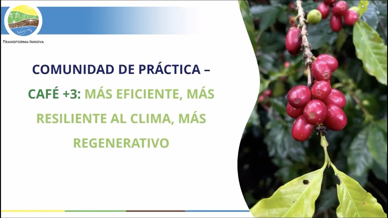Café 3+: más eficiente, más resiliente al clima, más regenerativo