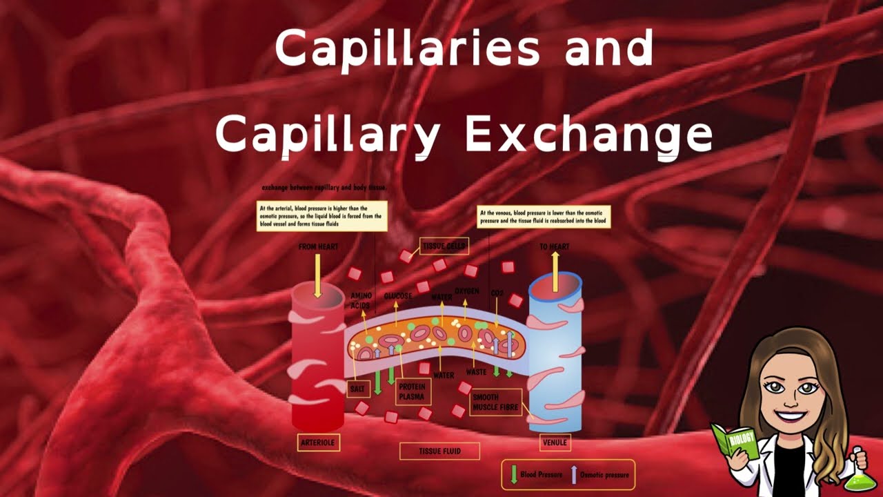 Capillaries and Capillary Exchange | Bulk Flow | Cardiovascular System