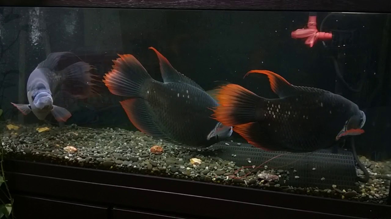 古代戰船魚 , Red tailed giant  guorami  , ikan  kaloi