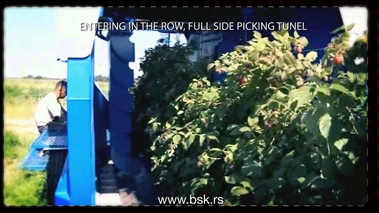 AIR BERRY HARVESTER KOKAN 500s