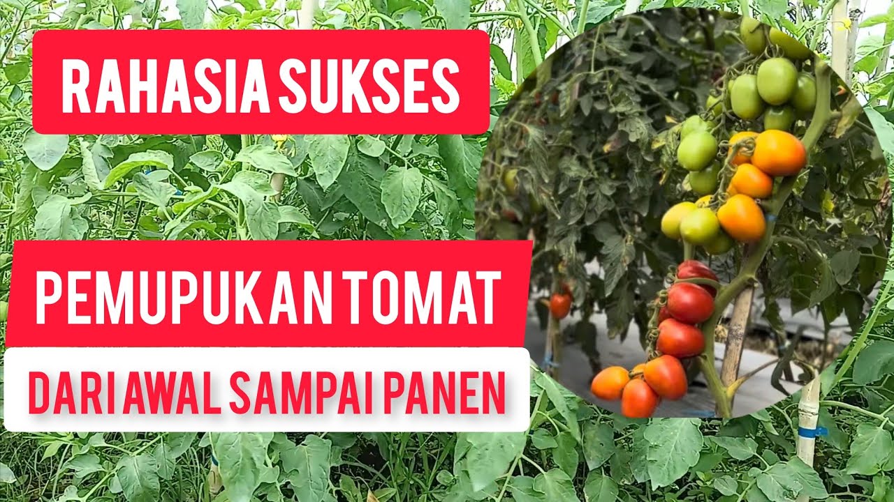 Pupuk Tomat Agar Buah Lebat dan Subur