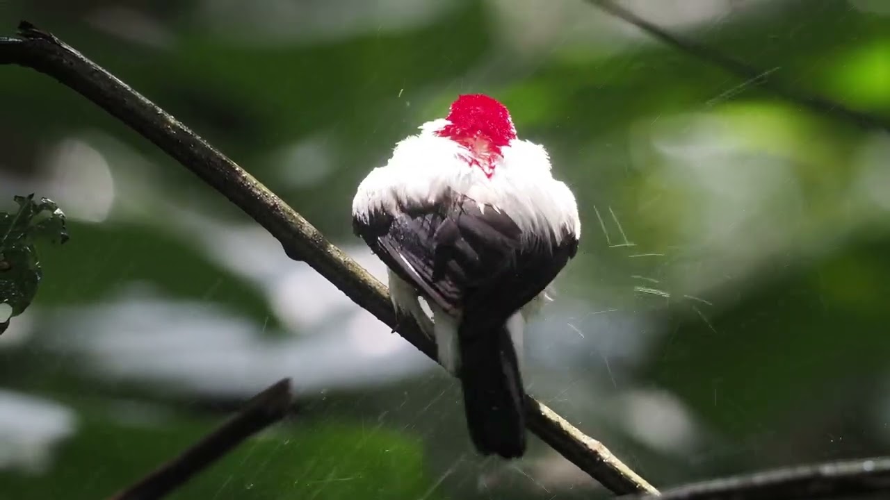 Araripe Manakin