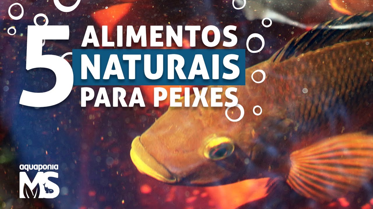 5 alimentos naturais para peixes (tilápias)