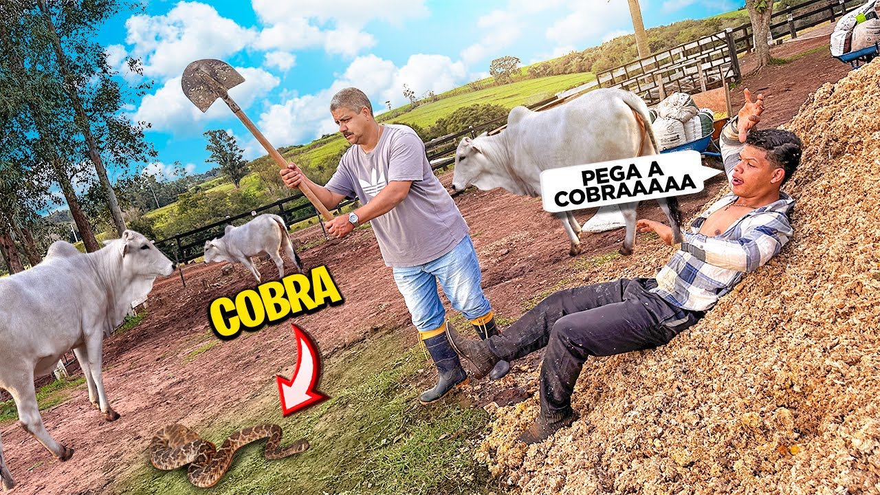 A COBRA FOI ATACAR A VACA NA FAZENDA DO RENATO MAS …. Foi salva pelo Eltom 😭