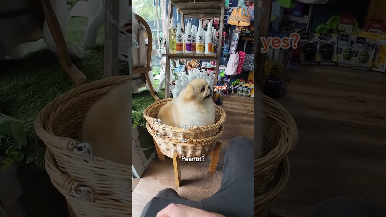 Она просто возникла из ниоткуда 😅 #пекинес