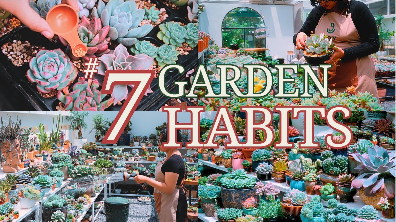 Daily vlog | 7 simple habits that keep my succulent garden looking gorgeous every day