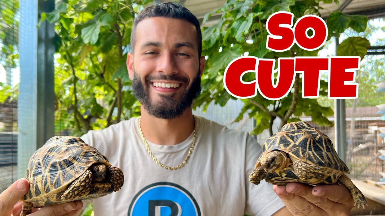 HOW TO TAKE CARE OF BABY TORTOISES!