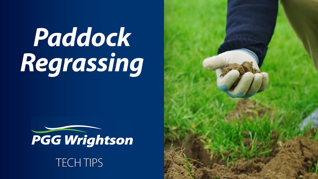 Paddock Regrassing | PGG Wrightson Tech Tips
