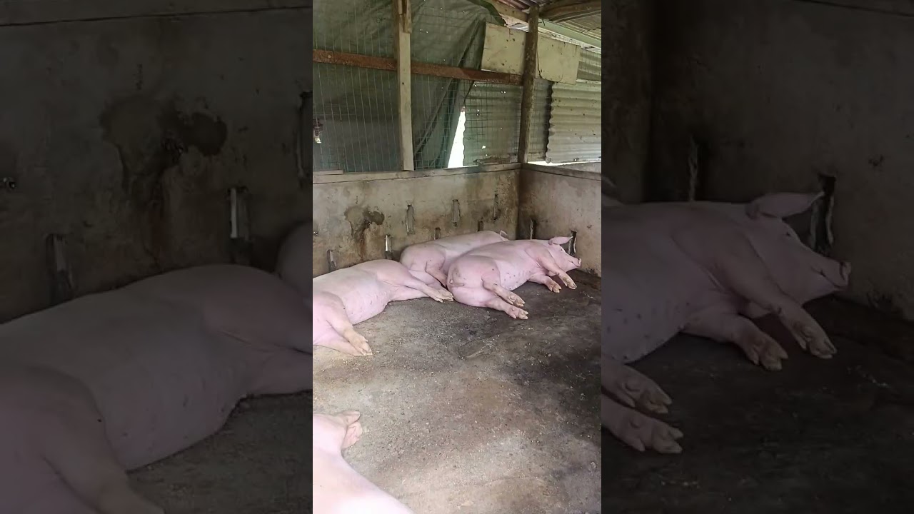 February 20, 2026 Ang tataba ng baboy