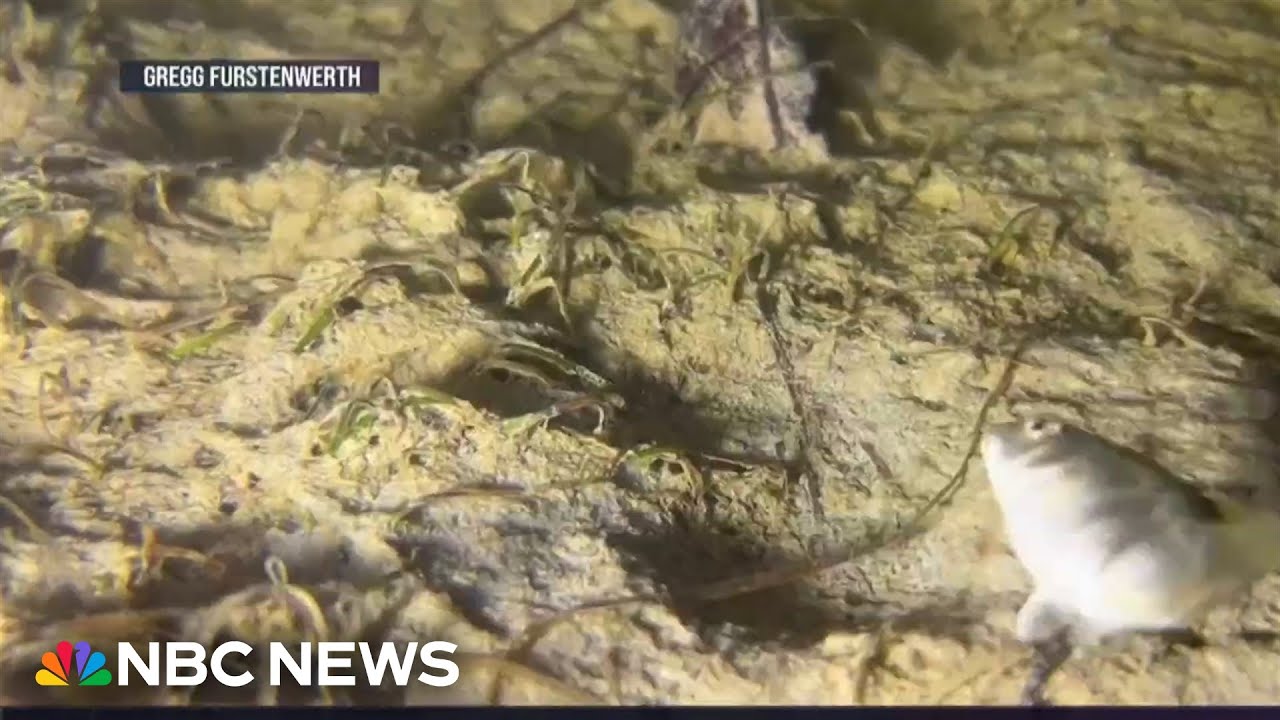 Mystery over fish die-off in Florida