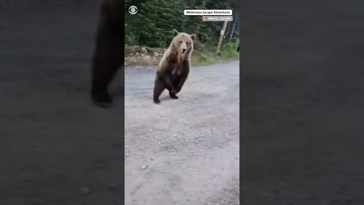 Woman and dog escape encounter with grizzly bear on a hike in Alberta, Canada #shorts