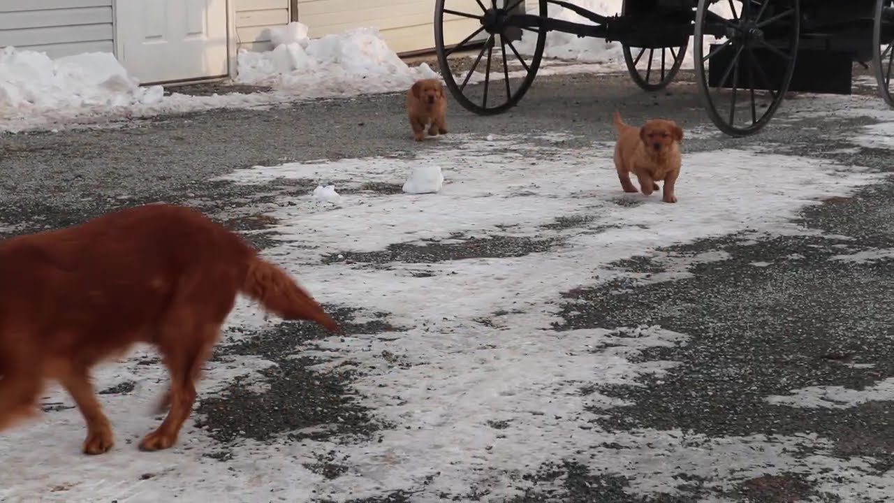 Golden Retriever Puppies For Sale