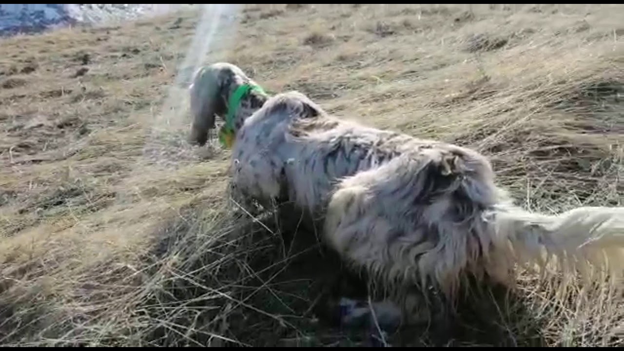 setter av köpeği keklik tavşan ferma egitimi  bitti bu çocuk onbir aylık yavru sınavı geçti avcı