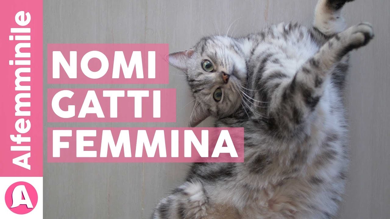 NOMI PER GATTI FEMMINE e i loro significati bellissimi 🐈