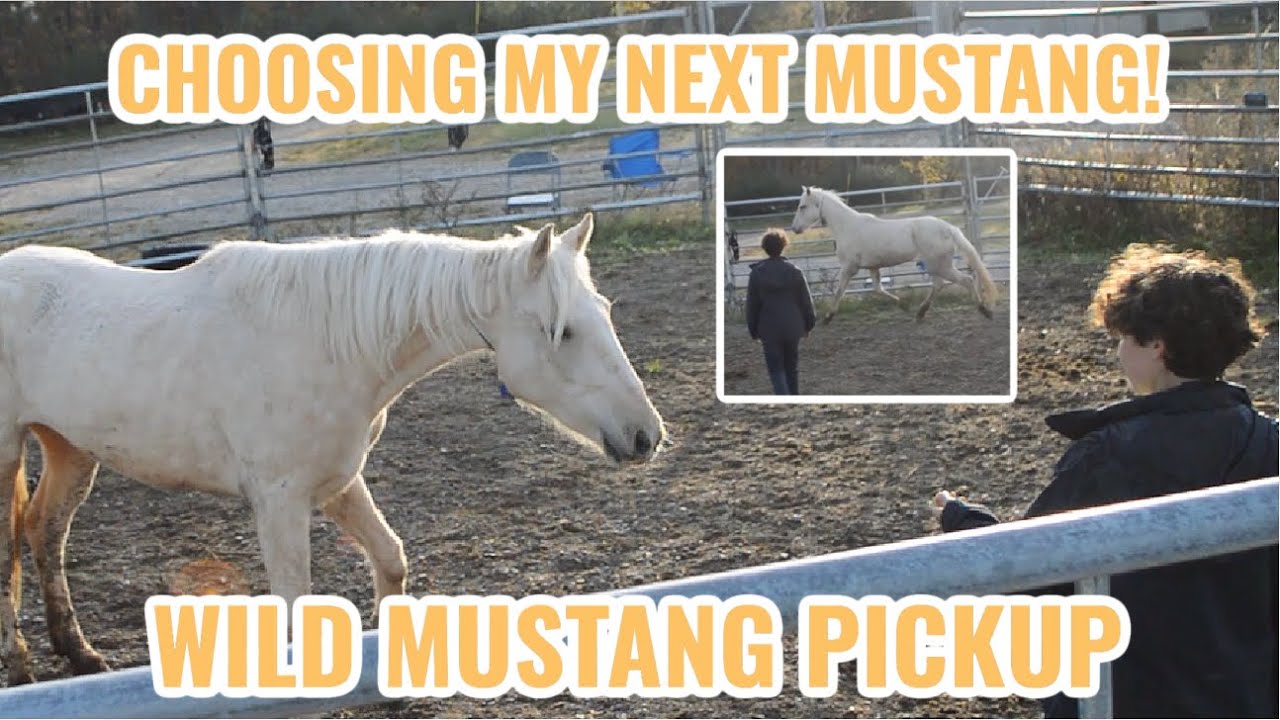 CHOOSING MY NEXT WILD MUSTANG | MUSTANG PICKUP