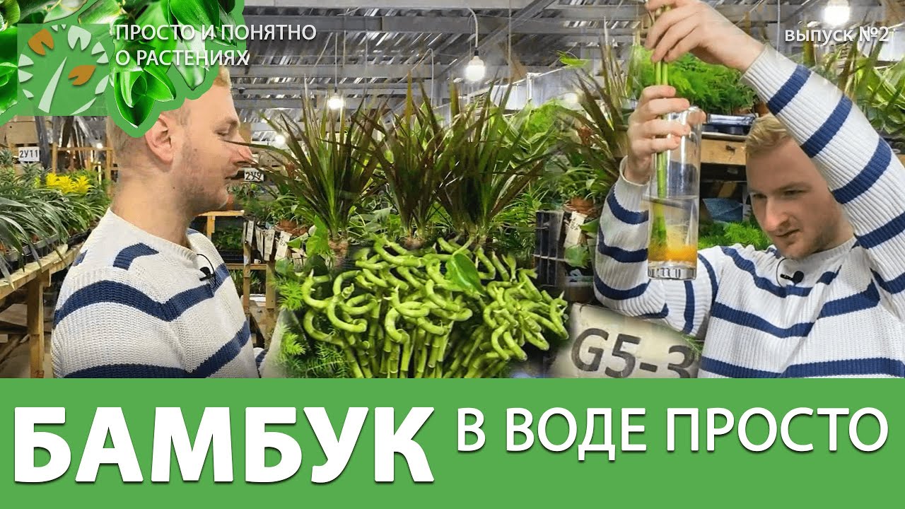 Выращиваем бамбук счастья в воде. Почему желтеют листья у бамбука? Часть 2