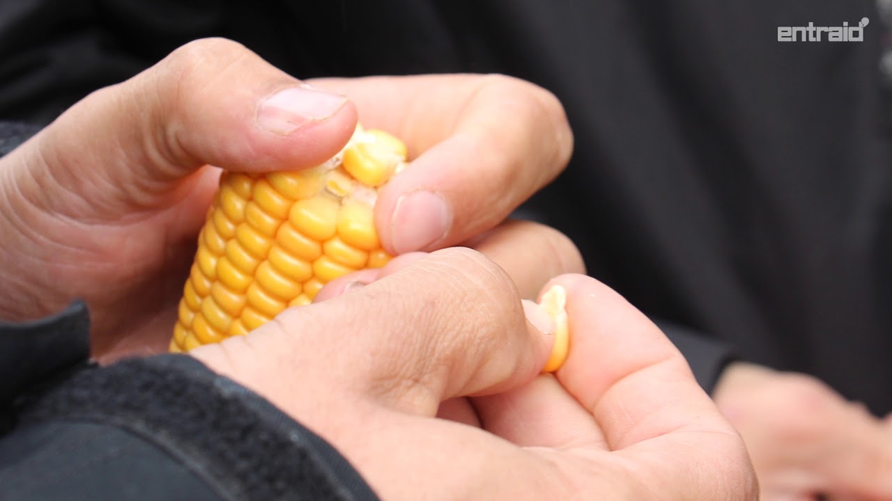 Comparatif de 5 ensileuses - Qualité de coupe et éclatement du grain