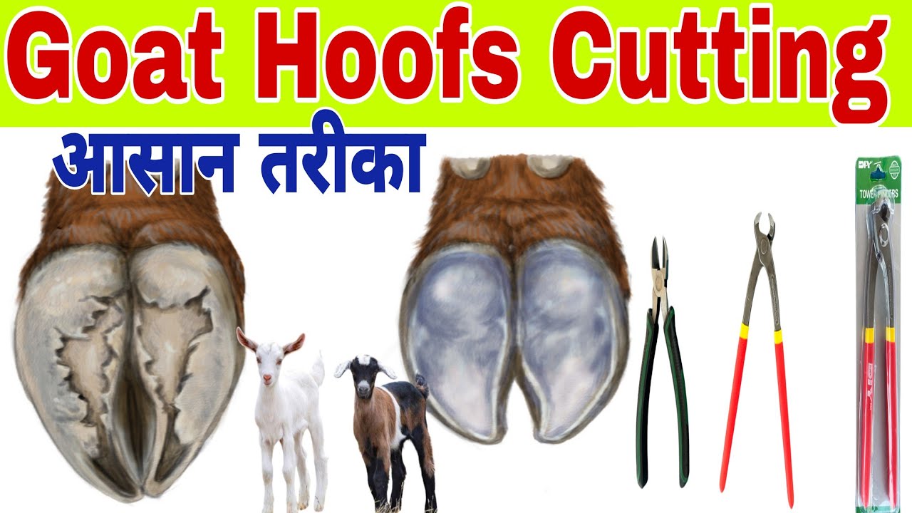 बकरी के खुरो की कटिंग कैसे करें || Goat Hoofs Cutting || खुर कटिंग का आसान तरीका #goat #cutting
