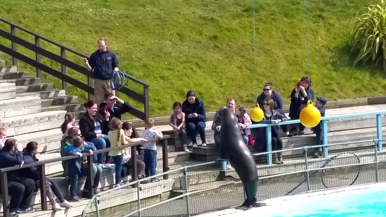 Pleasurewood Hills sea lion show