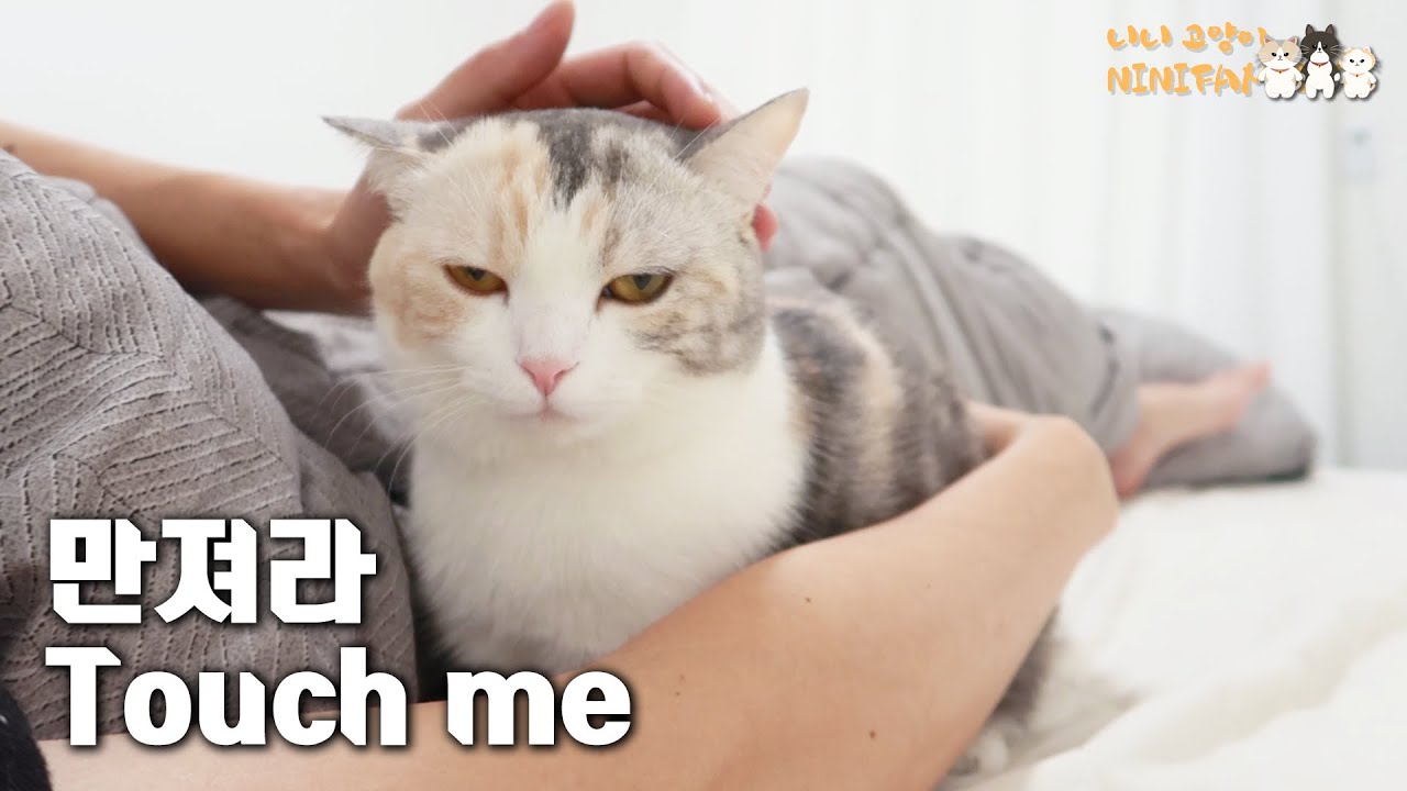 The Cat is Just Waiting For Me To Touch her LOL