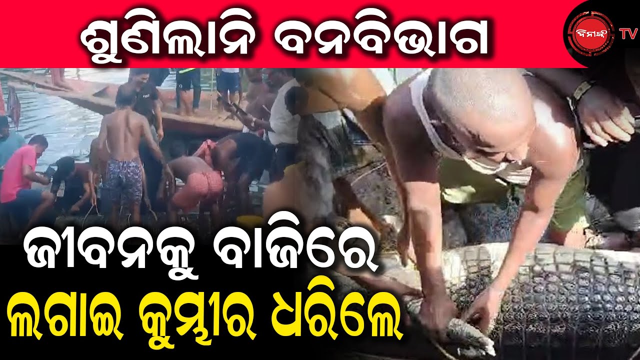 ଶୁଣିଲାନି ବନବିଭାଗ  | ଜୀବନକୁ ବାଜିରେ ଲଗାଇ କୁମ୍ଭୀର ଧରିଲେ | Dinanka TV | Crocodile In Daya River  |