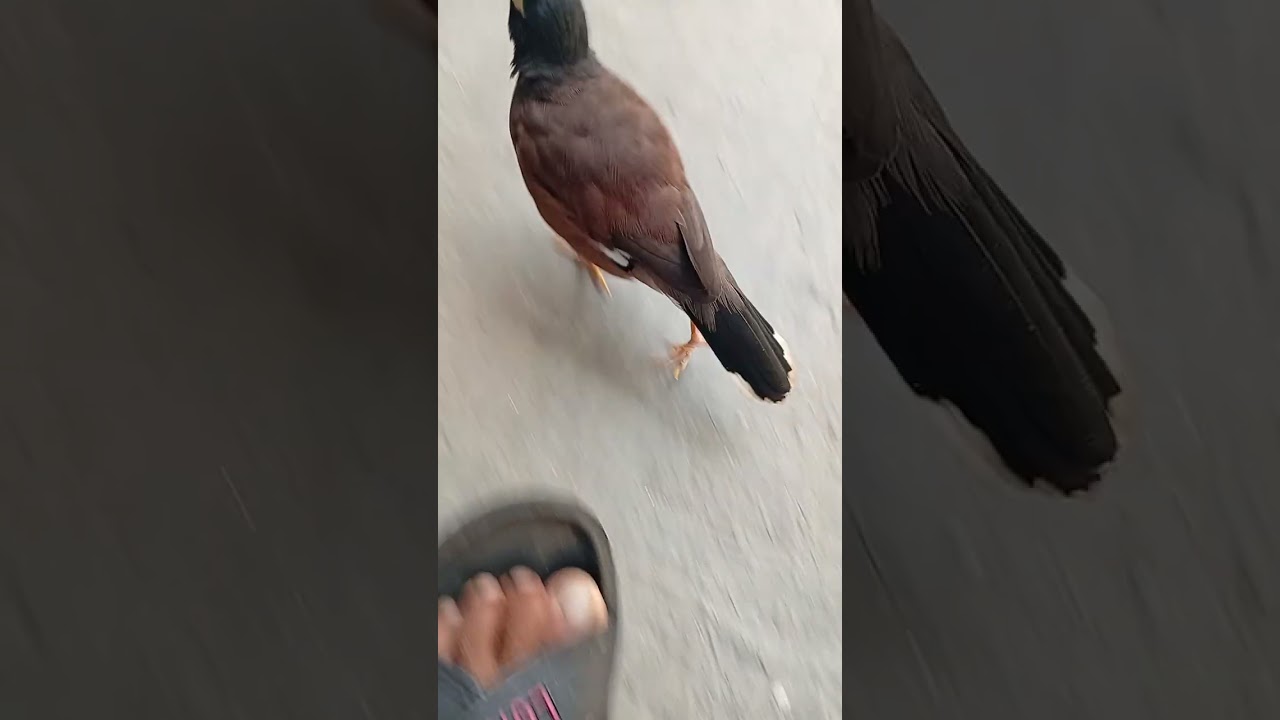 কথা বলে শালিক পাখি 1