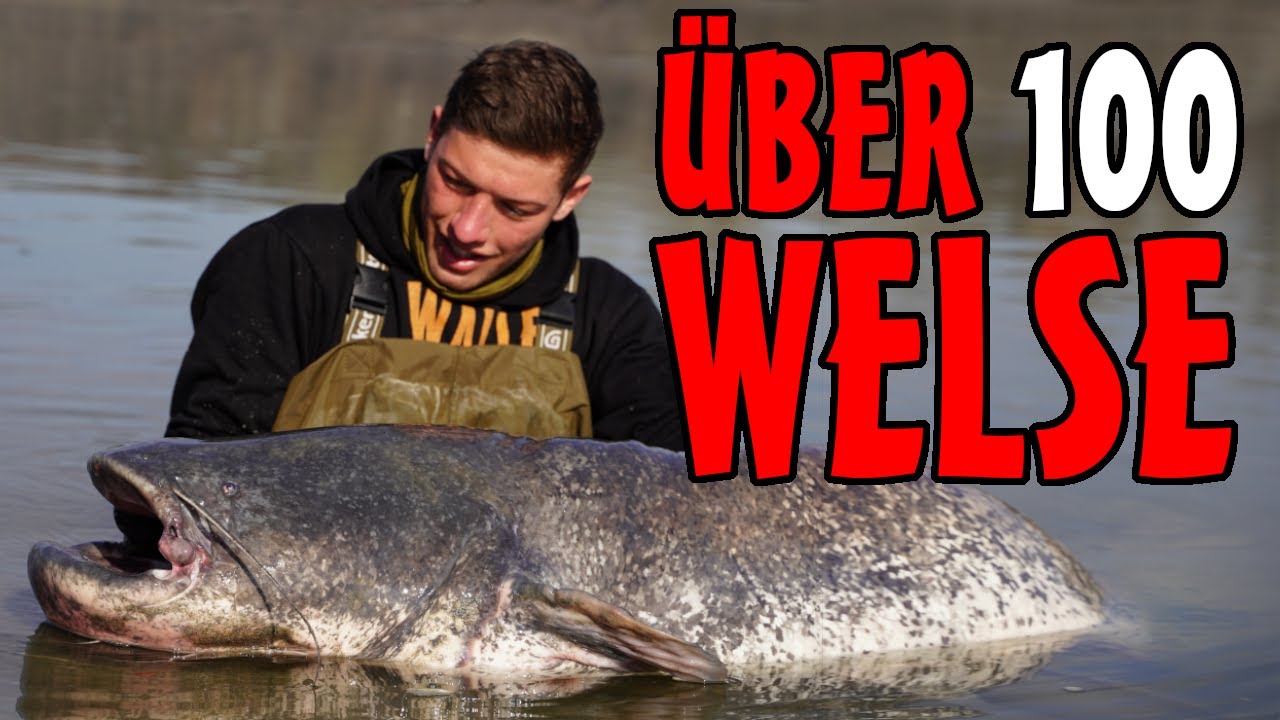 Das krasseste Angeljahr: 100+ Welse aus 13 Gewässer in 5 Ländern!