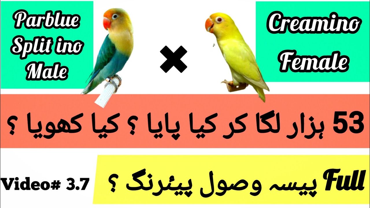 Parblue split ino into creamino pairing | Albino red eye blue 2 working