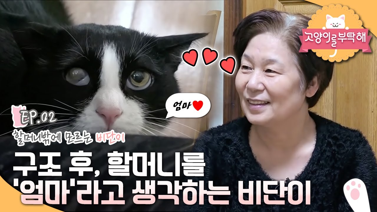 고양이를 부탁해 - 비단이 할머니의 소원_#002