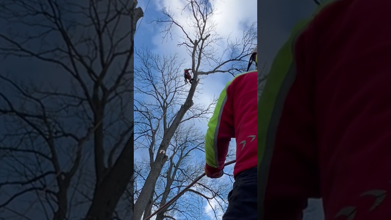 Są w tej pracy trzy sekundy absolutnej ciszy.Silnik piły już zamilkł. Dzieje się dużo
