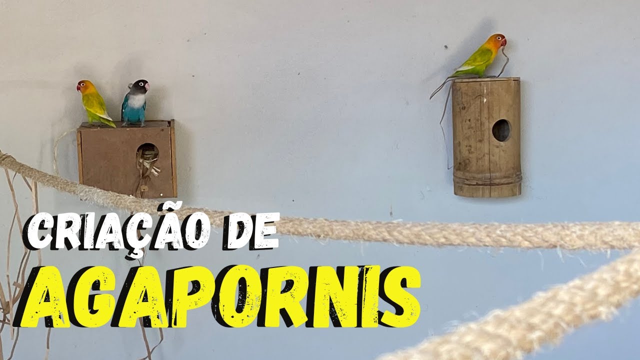 CRIAÇÃO DE AGAPORNIS - OS PRIMEIROS OVOS