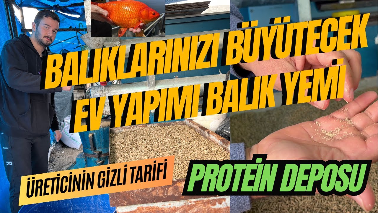 Akvaryum Balıklarınızı Büyütecek Balık Yemi Yapımı | Evde Organik Balık Yemi | Balık Ne Yer ?