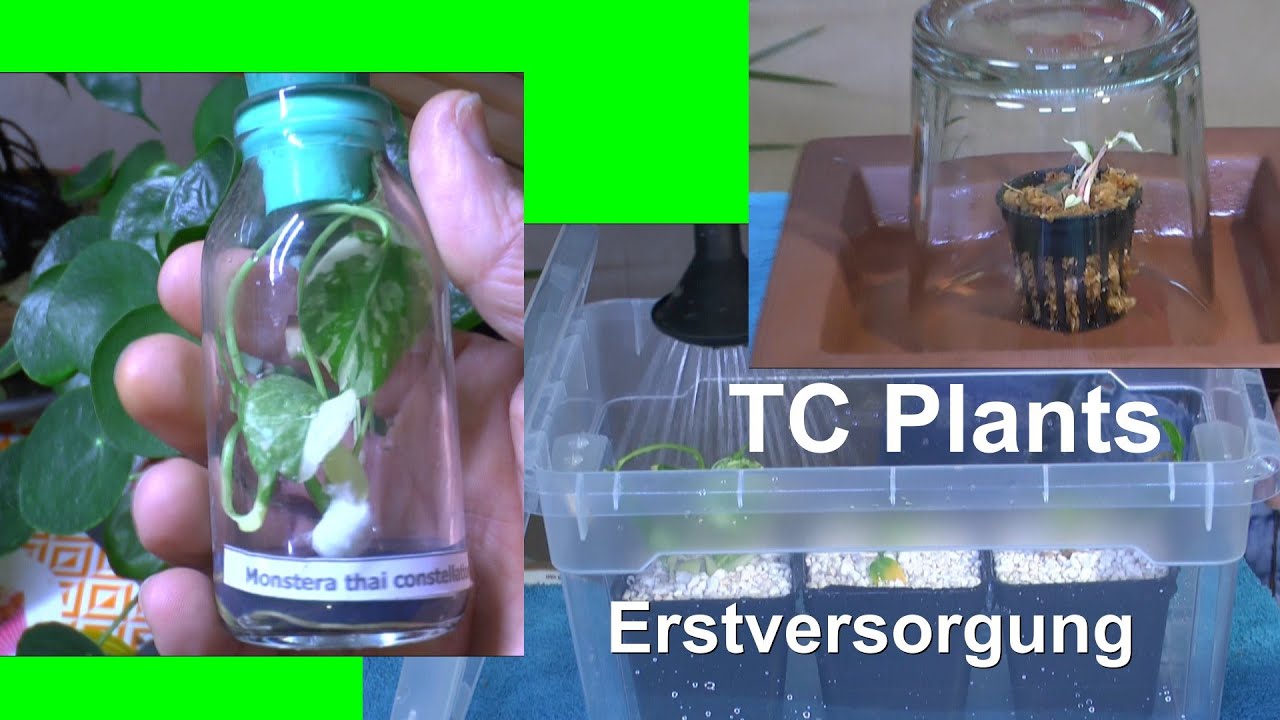 TC Pflanze Invitro einpflanzen nach dem Kauf. Wie pflanzt man eine TC Pflanze ein ?