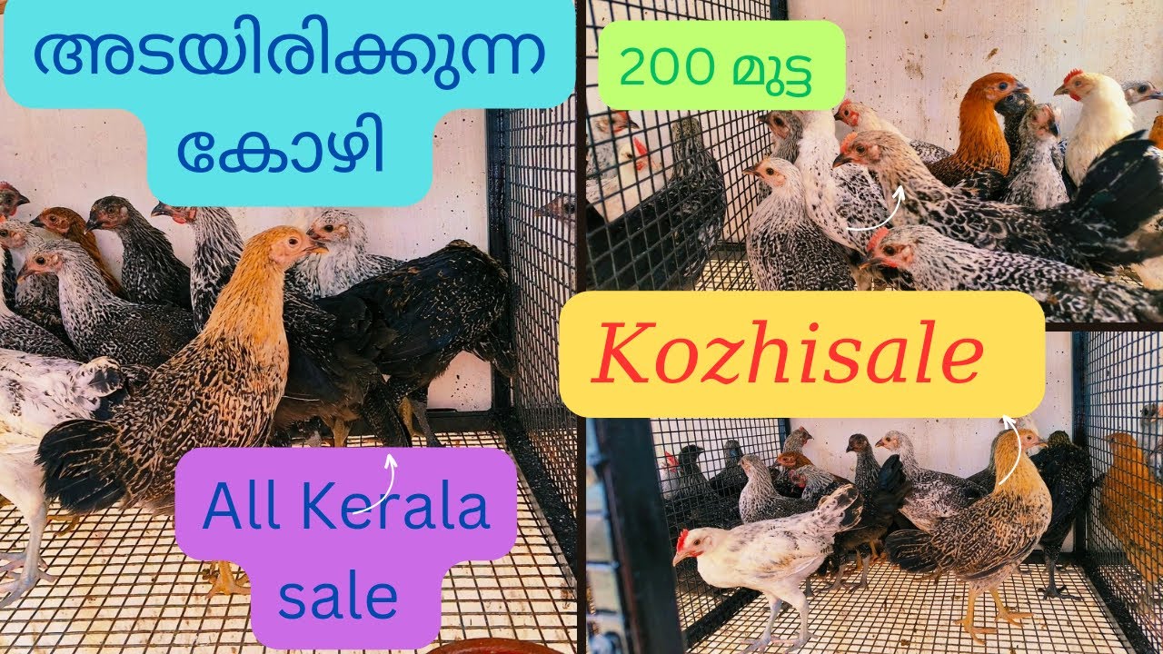 Nadankozhi valarthal || kozhisale || അടയിരിക്കുന്ന കോഴി വേണോ || 200 മുട്ട ഉറപ്പ് 🐤 || കോഴി വളർത്തൽ 🐓